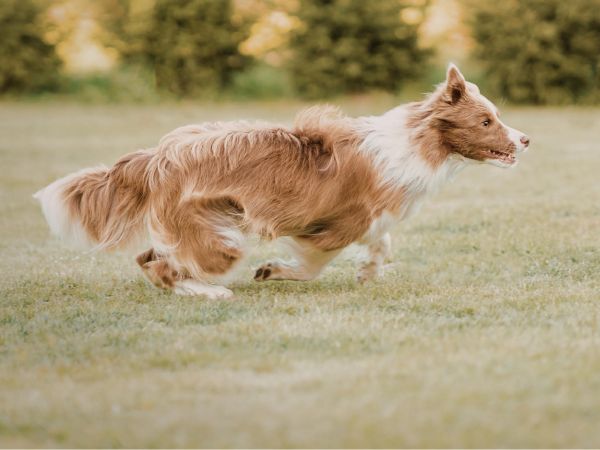 A brown and white dog runs across a grassy field with trees in the background.