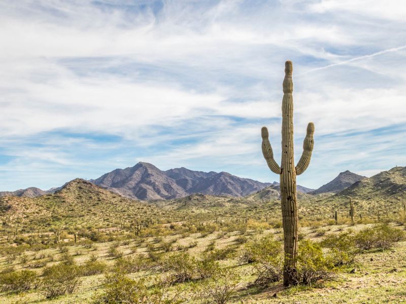 A tall cactus stands in a desert landscape with mountains and a partly cloudy sky in the background.